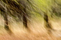 Forests in Motion