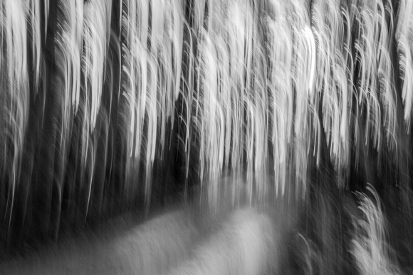 Forests In Motion Monotchrome