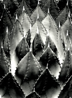 Parry's Agave